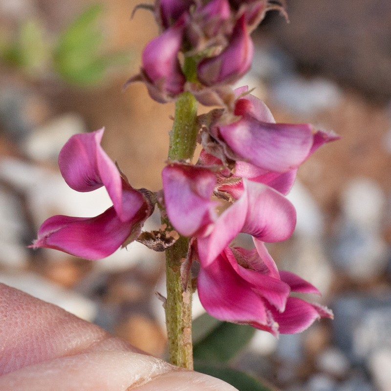 Indigofera amoena photo 4