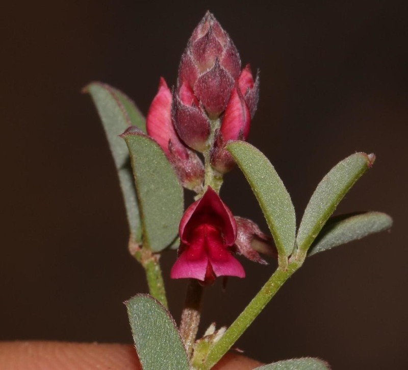 Indigofera amoena photo 5