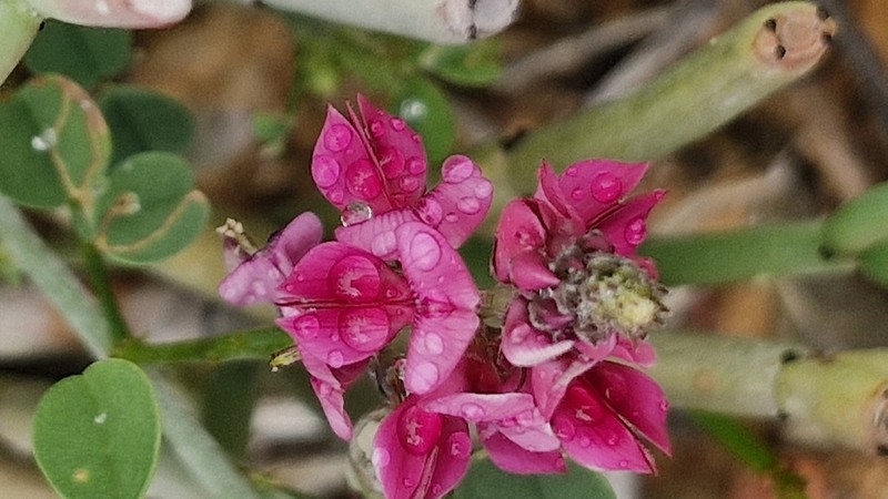 Indigofera amoena photo 6