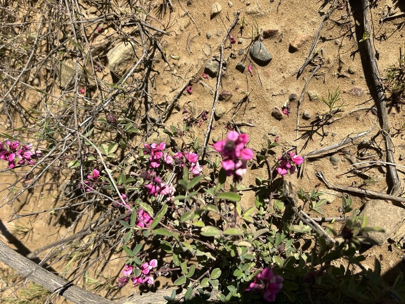 Indigofera amoena photo 7