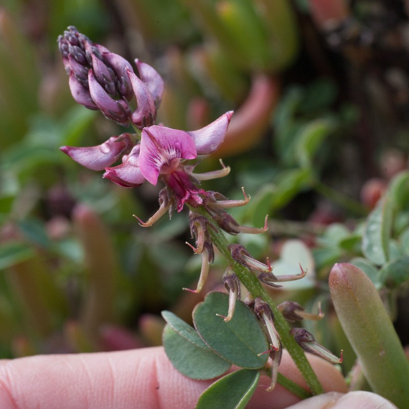 Indigofera amoena photo 8