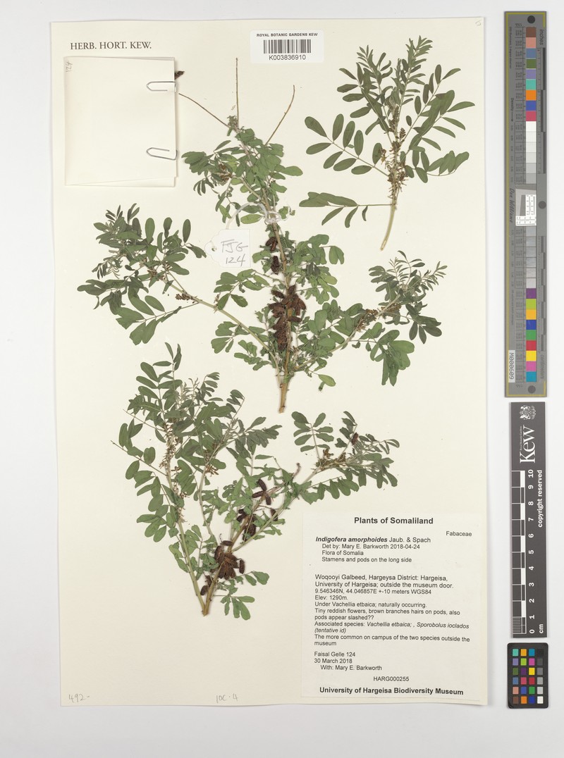 Indigofera amorphoides