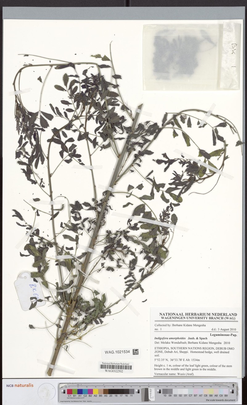 Indigofera amorphoides photo 2