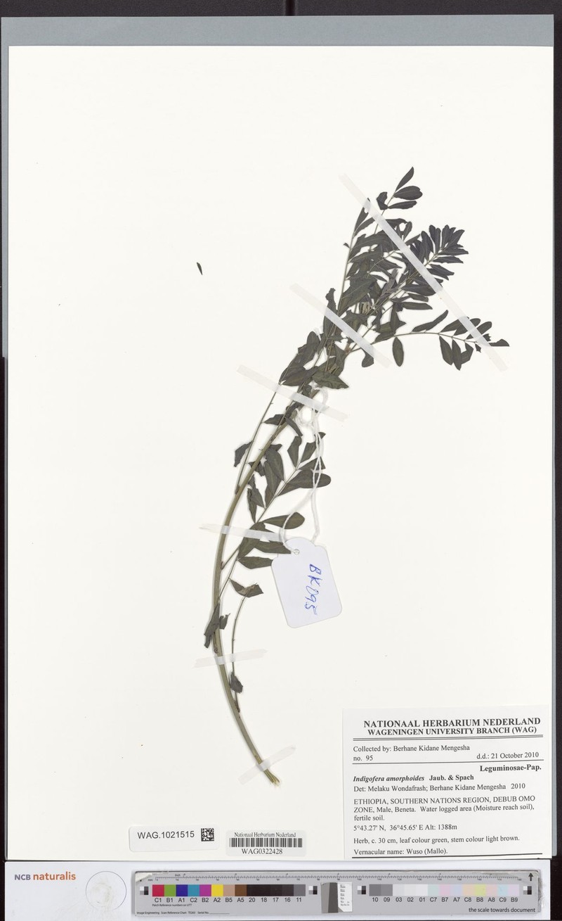 Indigofera amorphoides photo 3