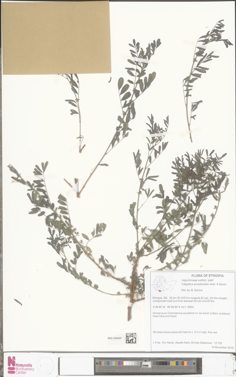 Indigofera amorphoides photo 4