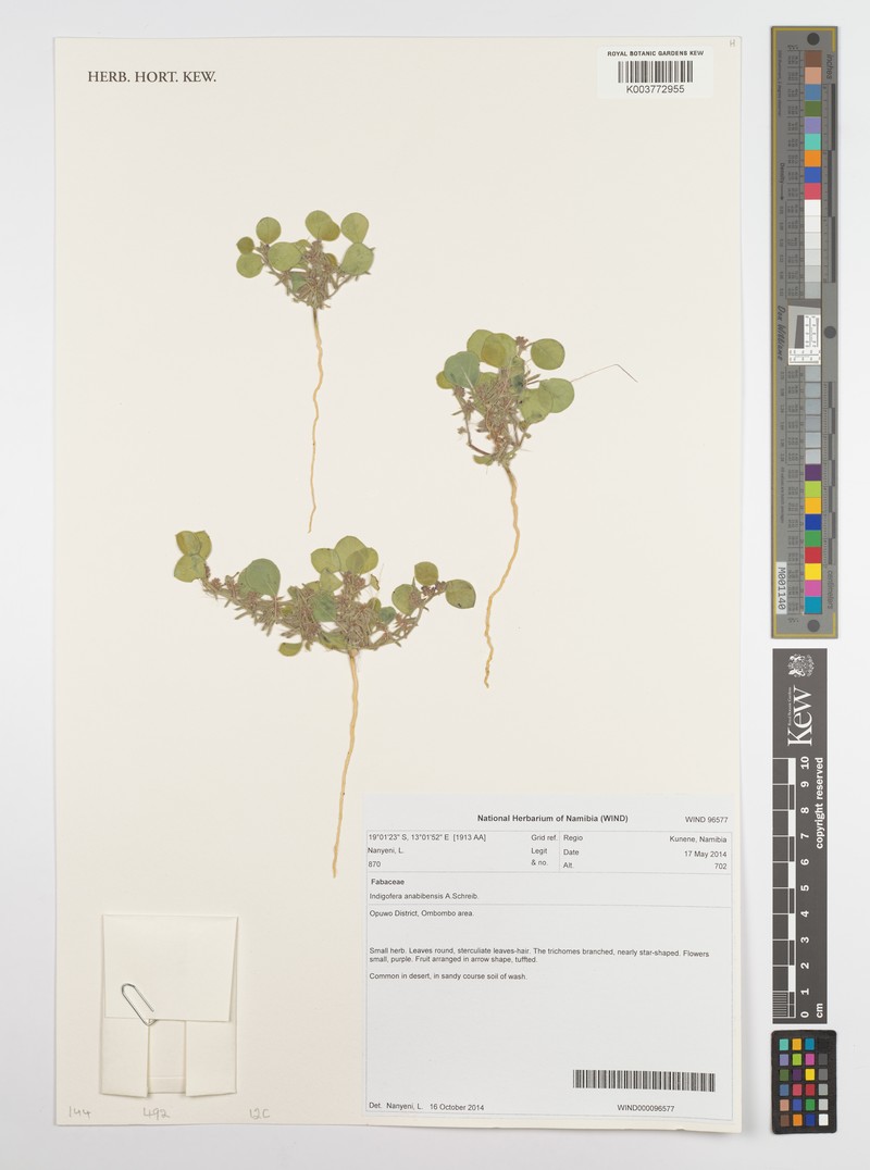 Indigofera anabibensis