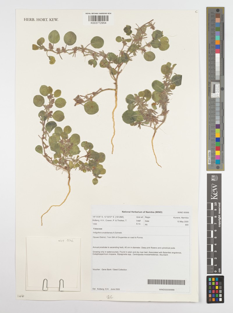 Indigofera anabibensis photo 2