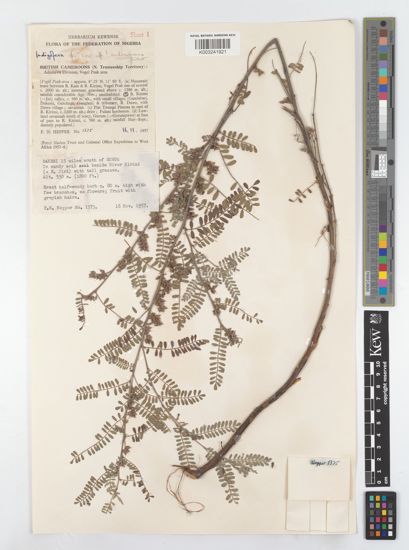 Indigofera andrewsiana