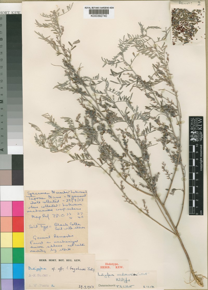 Indigofera andrewsiana photo 3