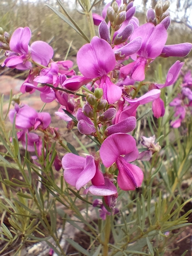 Indigofera angustata
