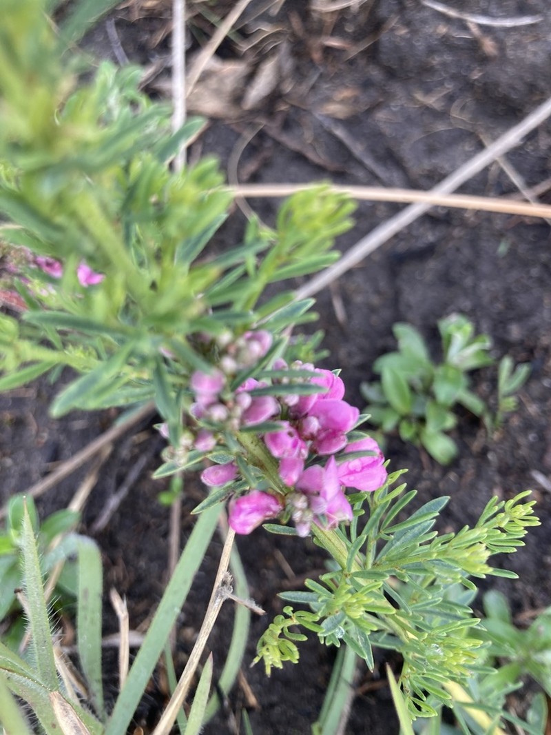 Indigofera angustata photo 2