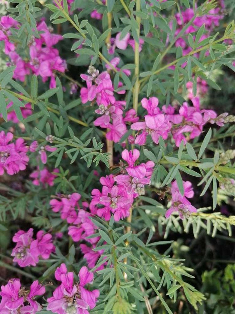 Indigofera angustata photo 3