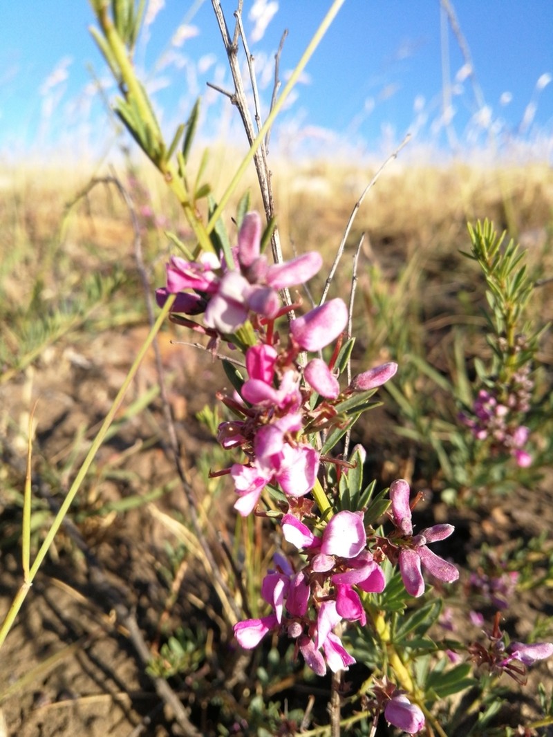 Indigofera angustata photo 4
