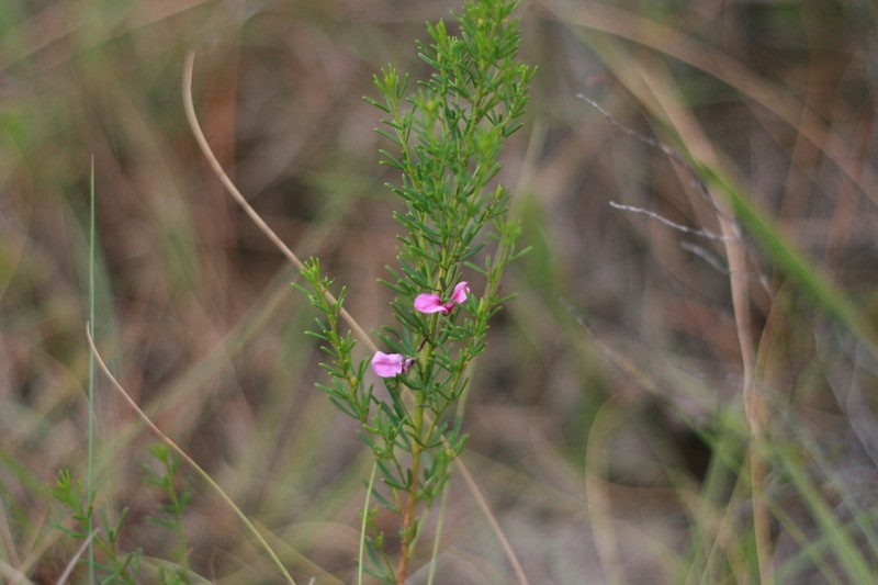 Indigofera angustata photo 5