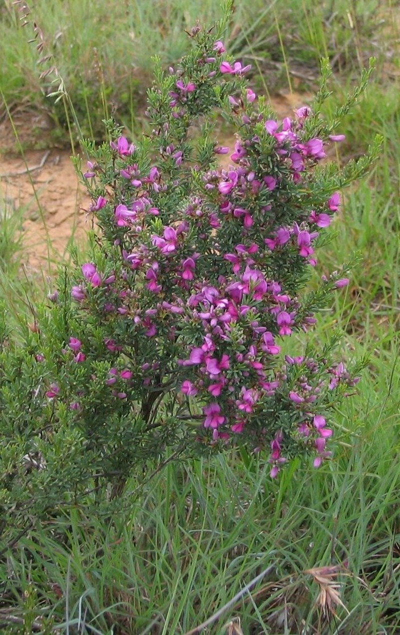 Indigofera angustata photo 6
