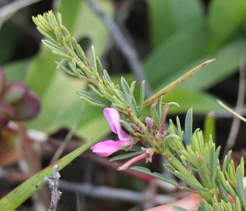 Indigofera angustata photo 7