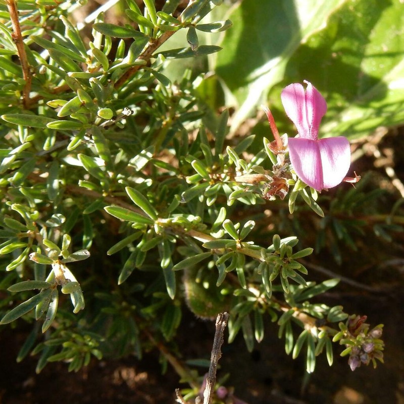 Indigofera angustata photo 8