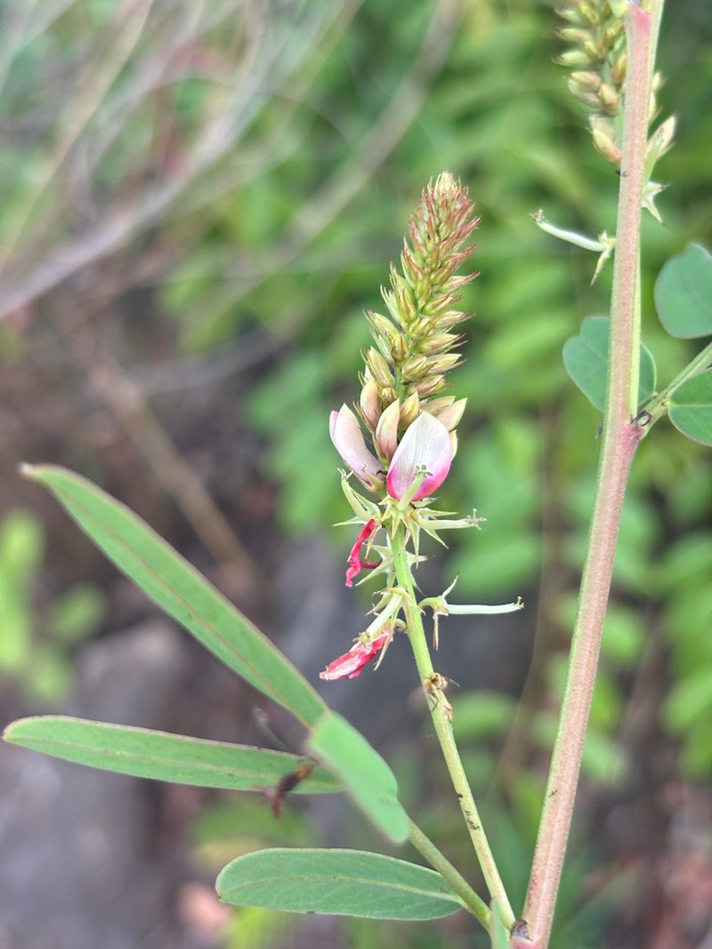 Indigofera antunesiana
