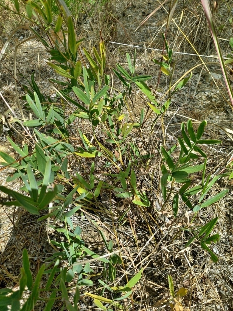 Indigofera antunesiana photo 3