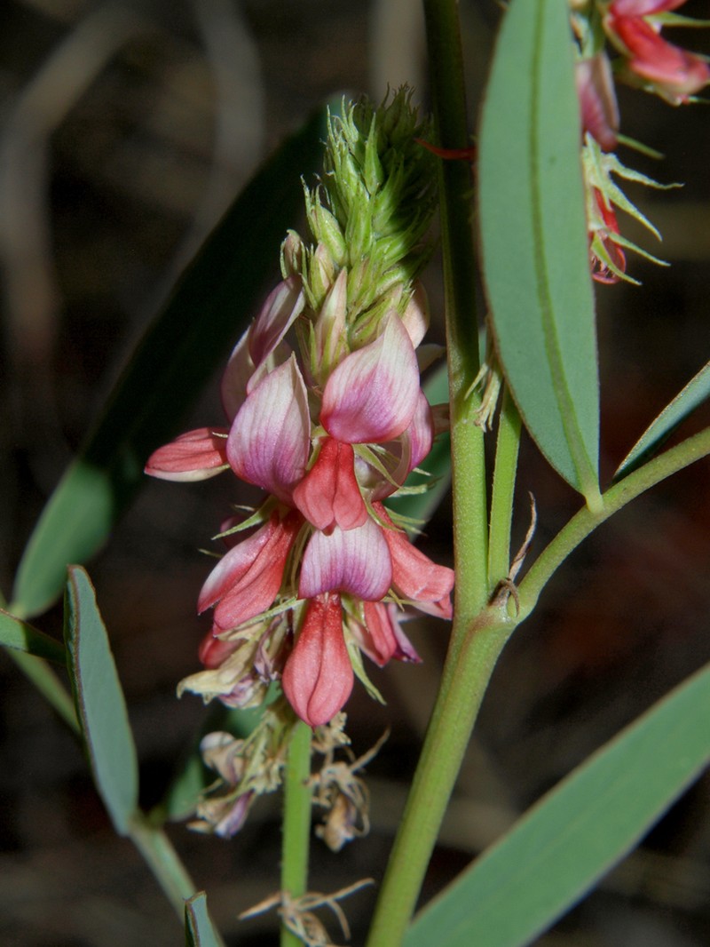 Indigofera antunesiana photo 4