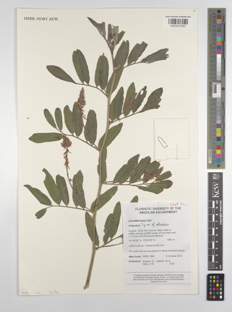 Indigofera antunesiana photo 5