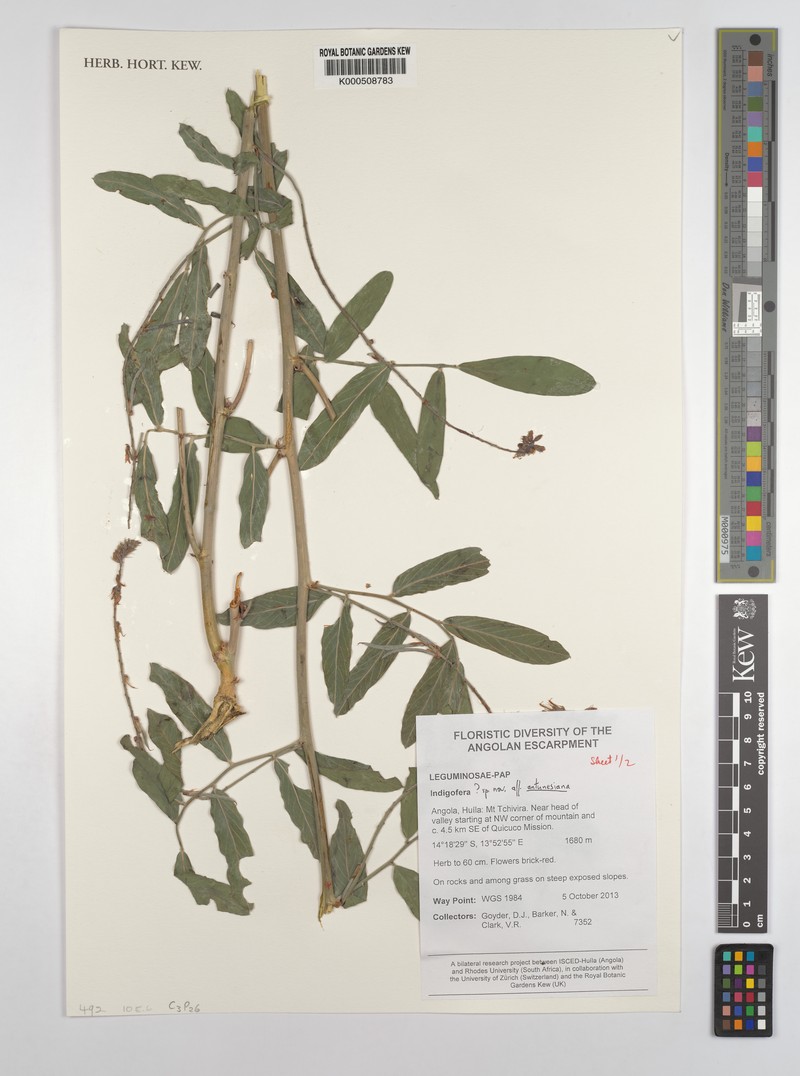 Indigofera antunesiana photo 6