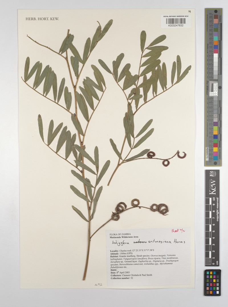 Indigofera antunesiana photo 7