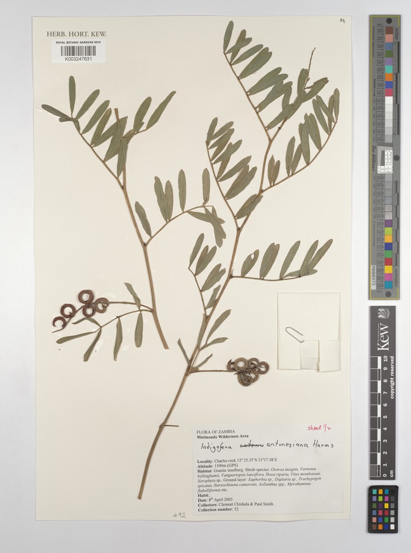 Indigofera antunesiana photo 8