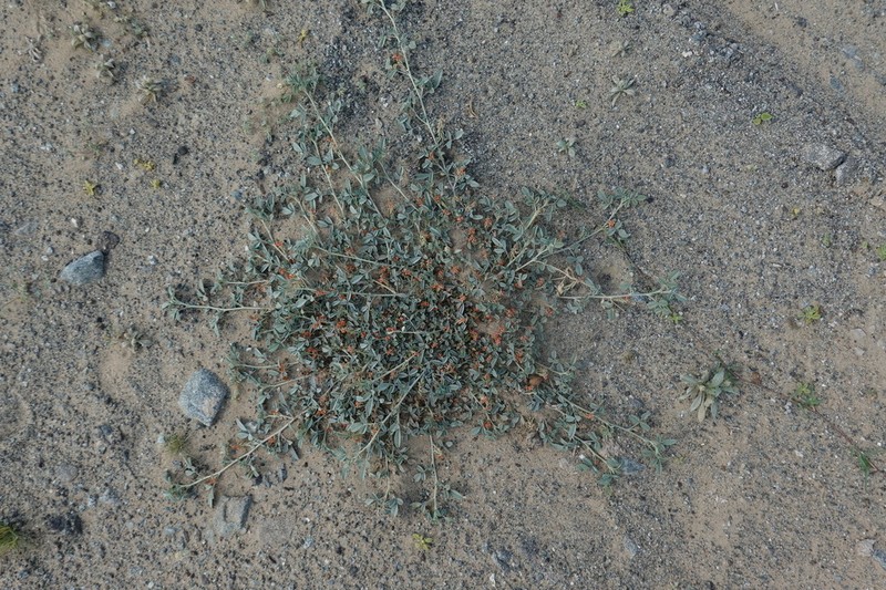 Indigofera arabica