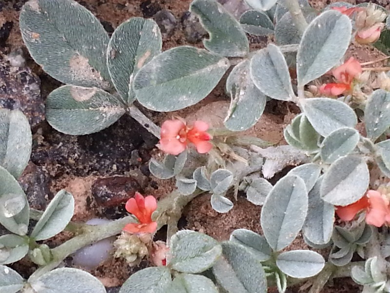 Indigofera arabica photo 5