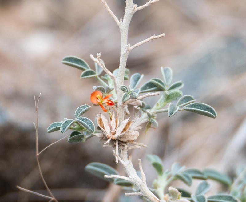 Indigofera arabica photo 7