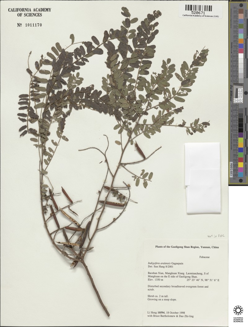Indigofera aralensis