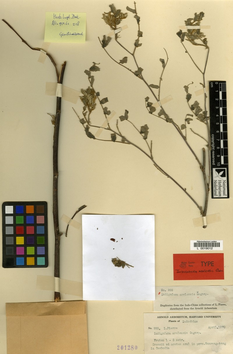 Indigofera aralensis photo 2