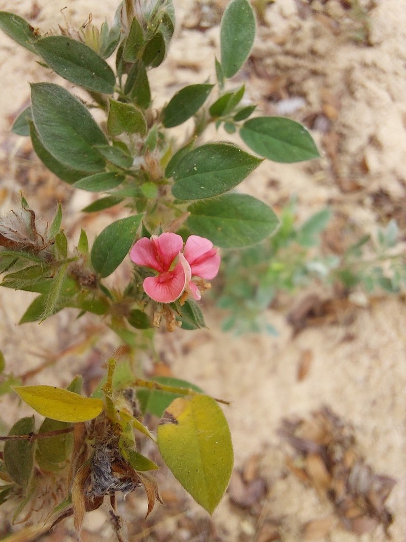 Indigofera arenophila