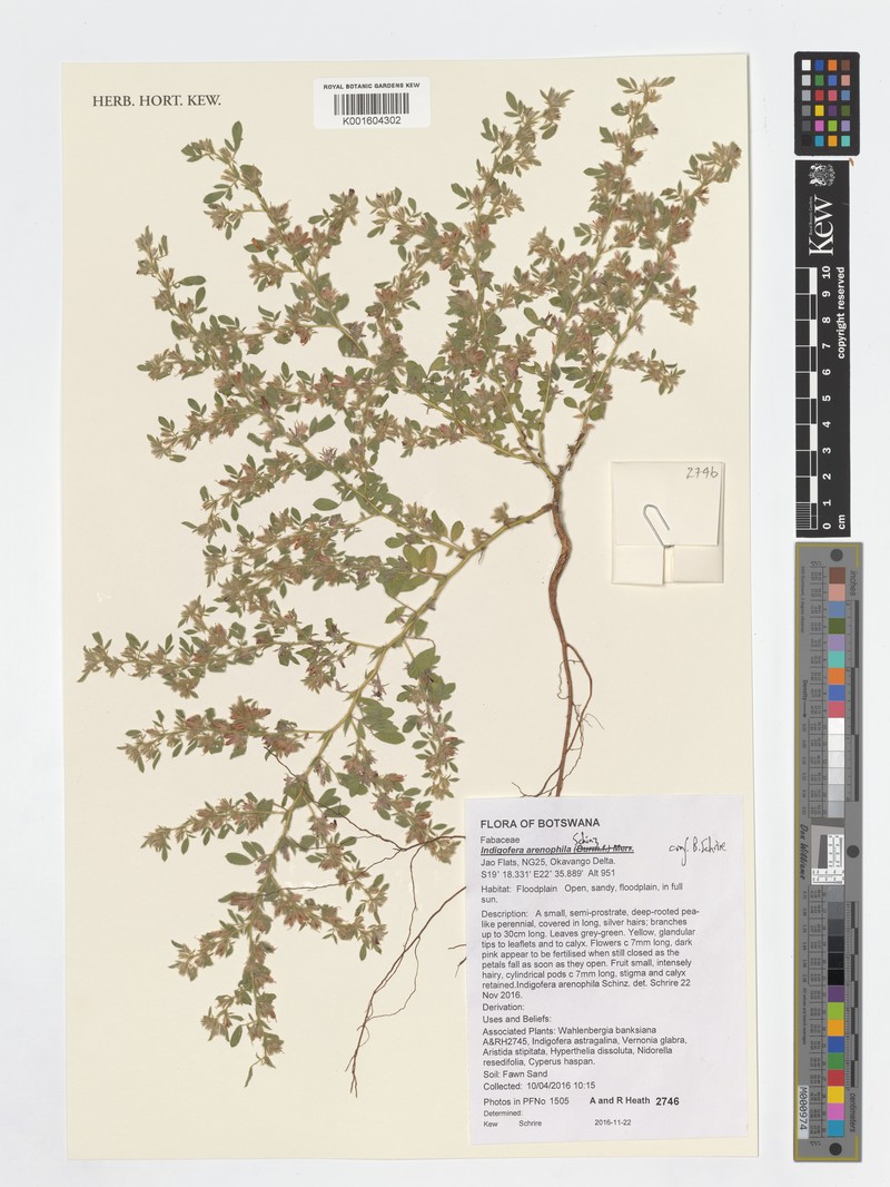Indigofera arenophila photo 3
