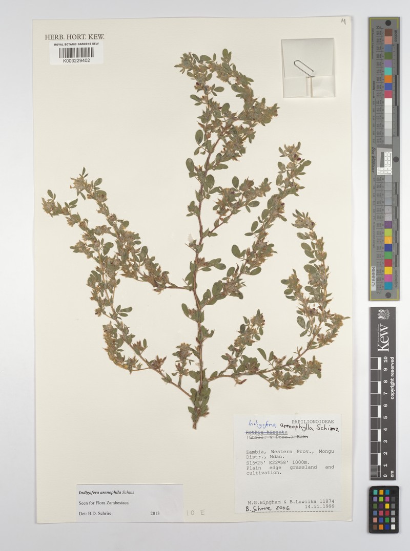 Indigofera arenophila photo 4
