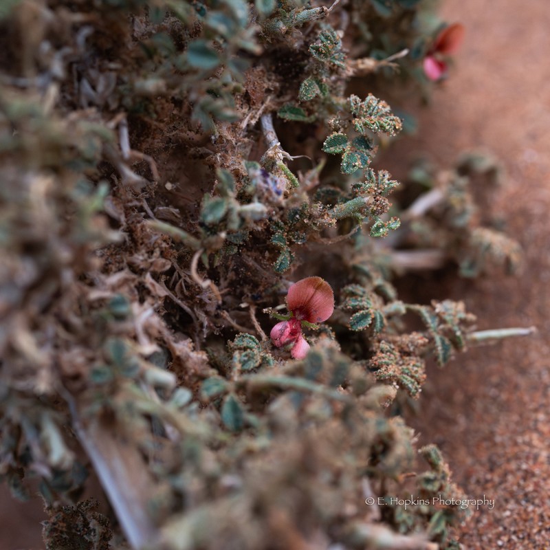 Indigofera argentea photo 2