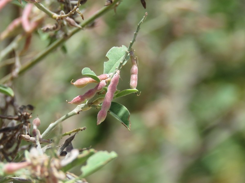 Indigofera argentea photo 3