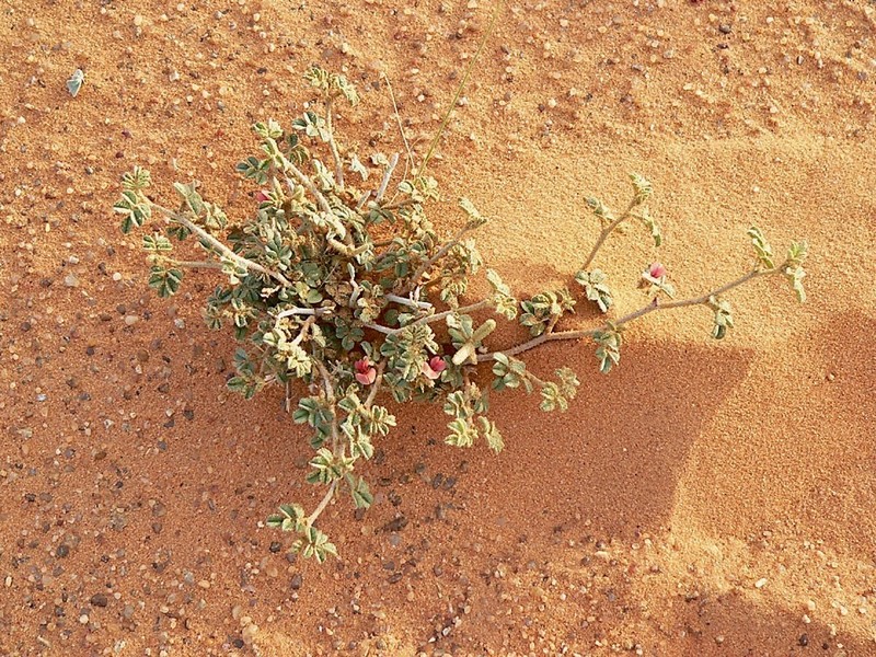 Indigofera argentea photo 4