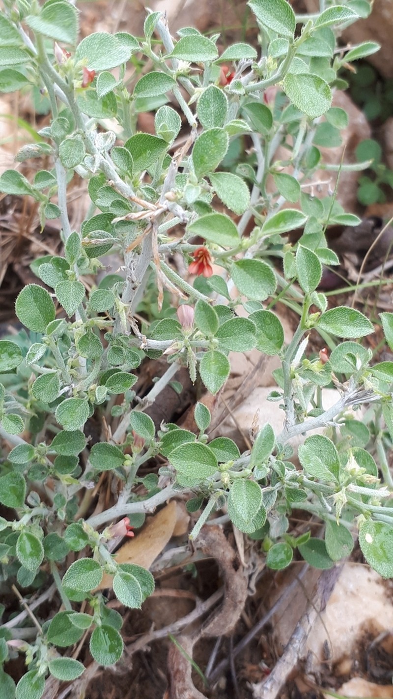 Indigofera argentea photo 5