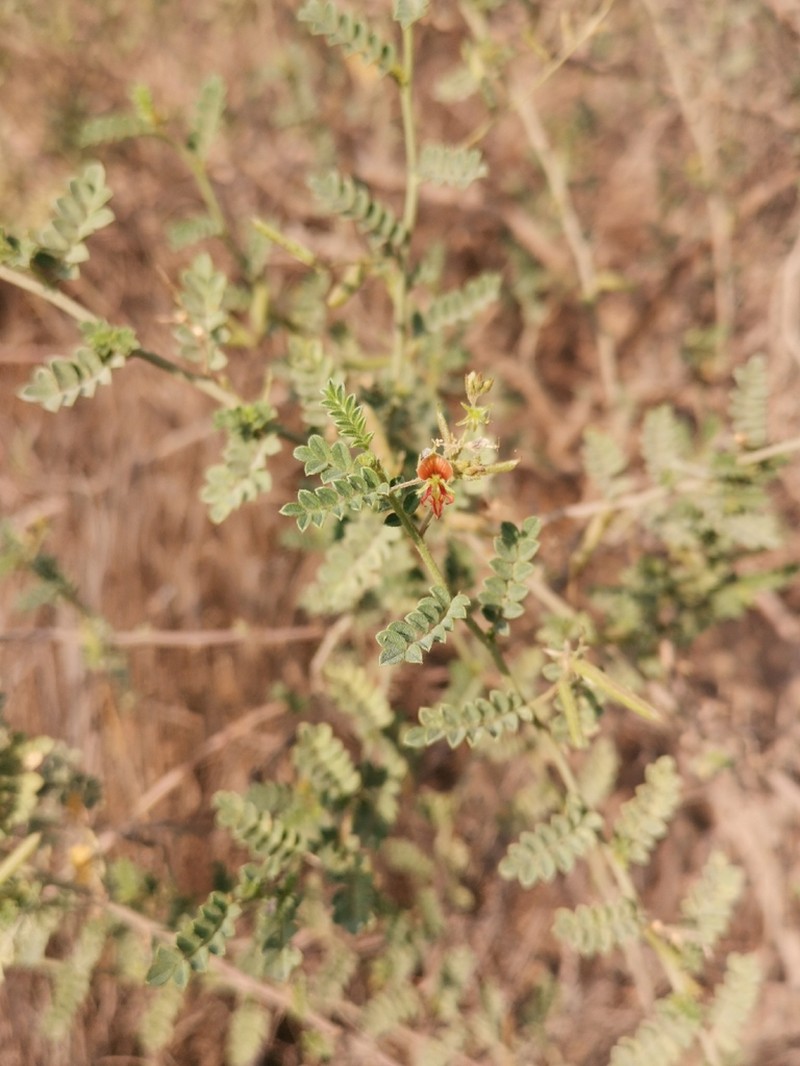 Indigofera argentea photo 6