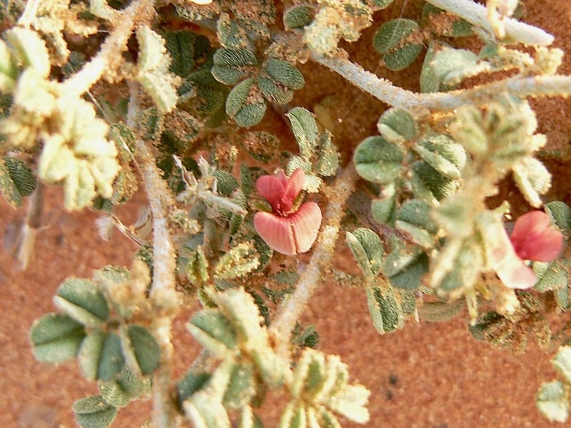 Indigofera argentea photo 8