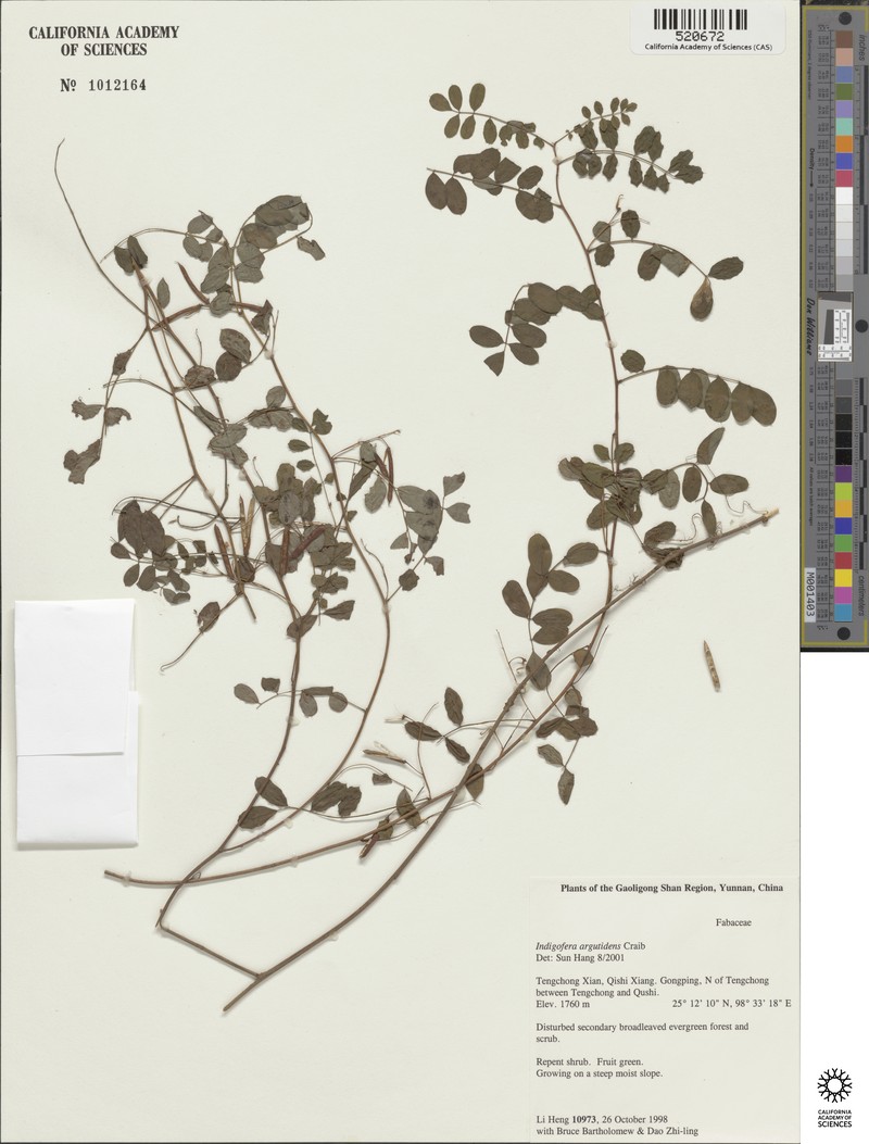 Indigofera argutidens photo 2