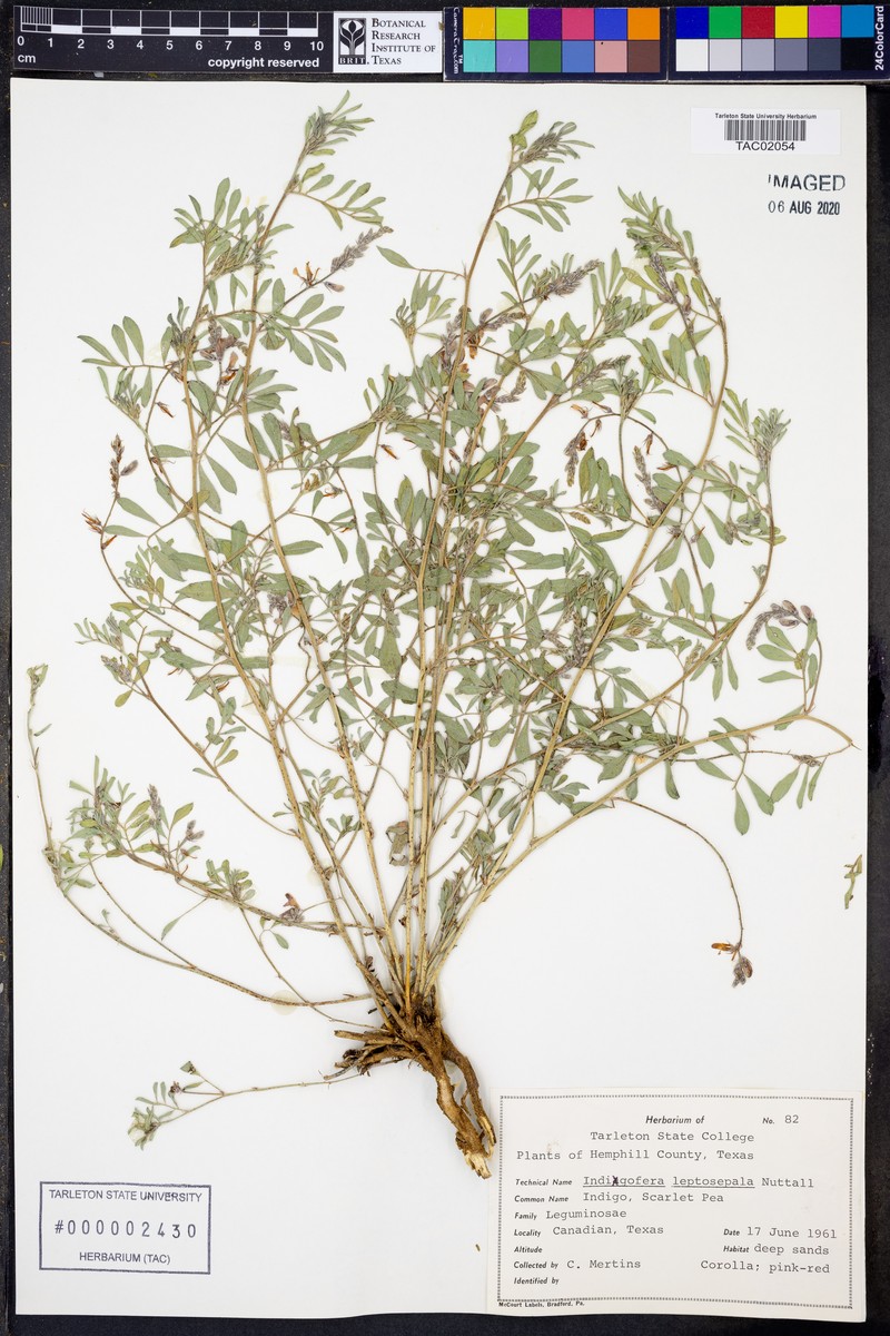Indigofera argutidens photo 3