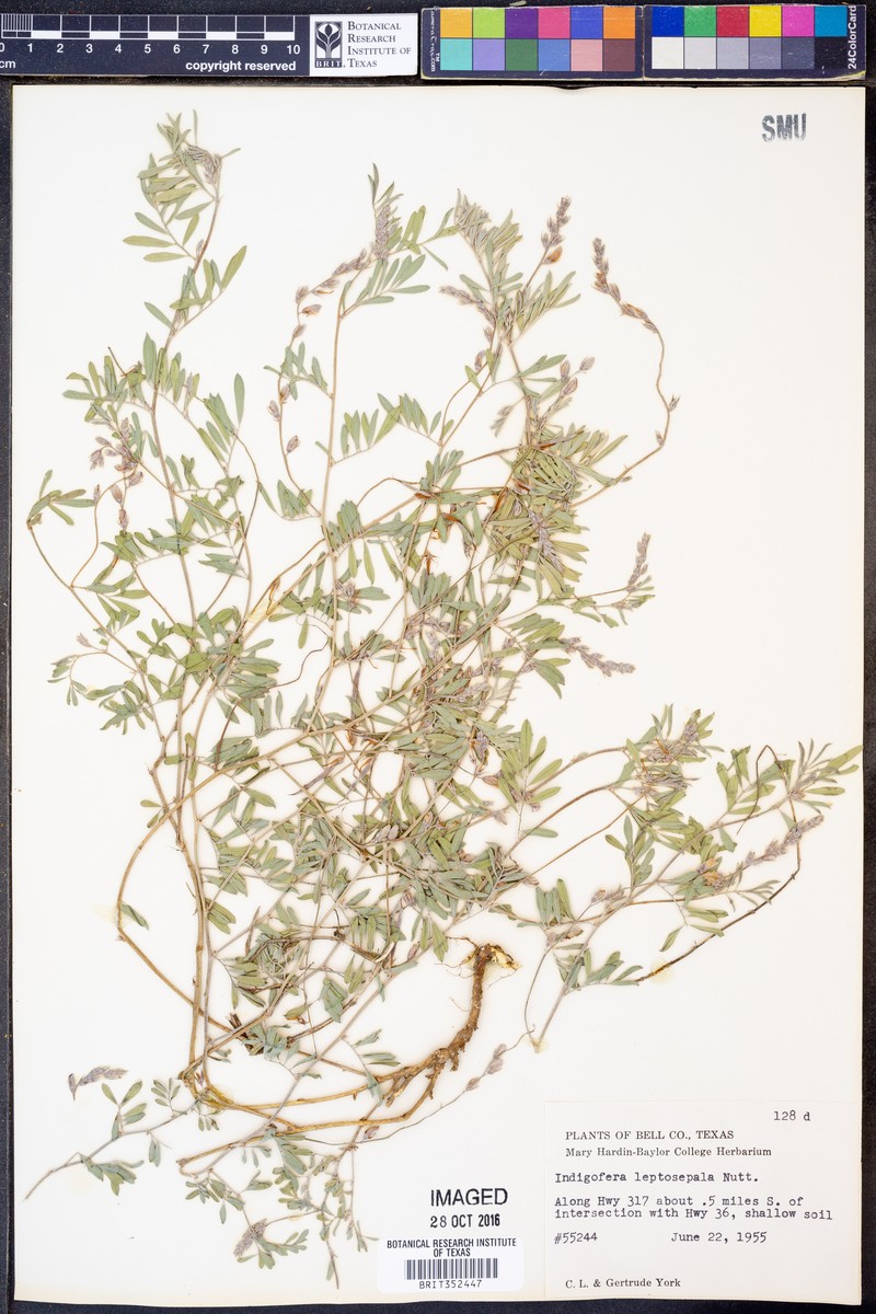 Indigofera argutidens photo 4
