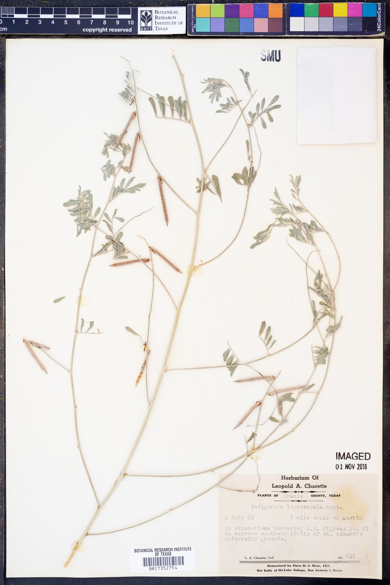 Indigofera argutidens photo 5