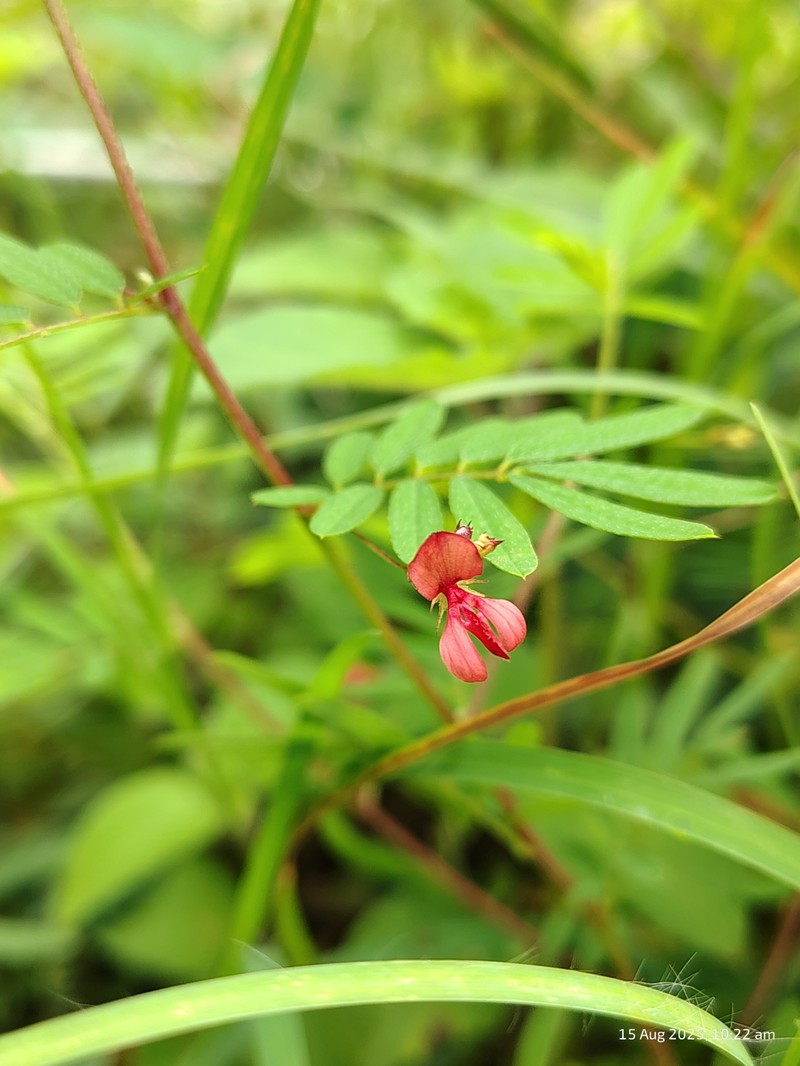 Indigofera arnottii