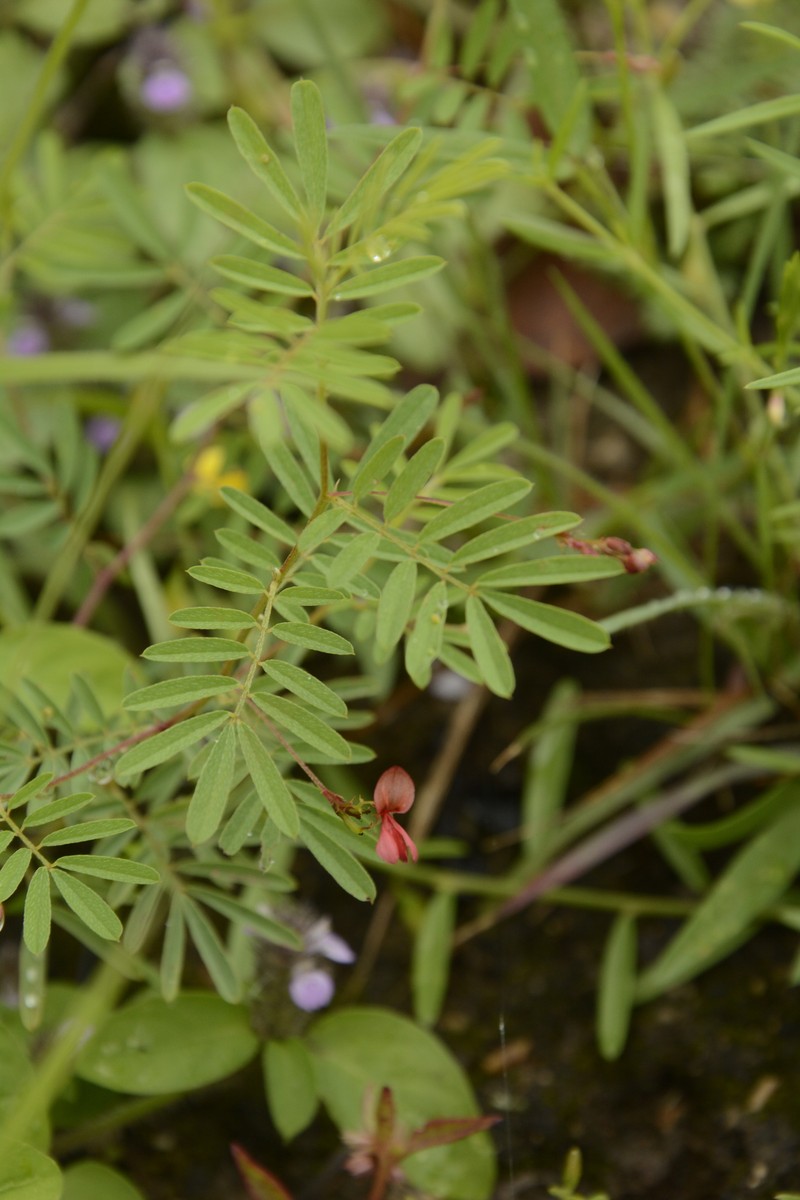 Indigofera arnottii photo 2