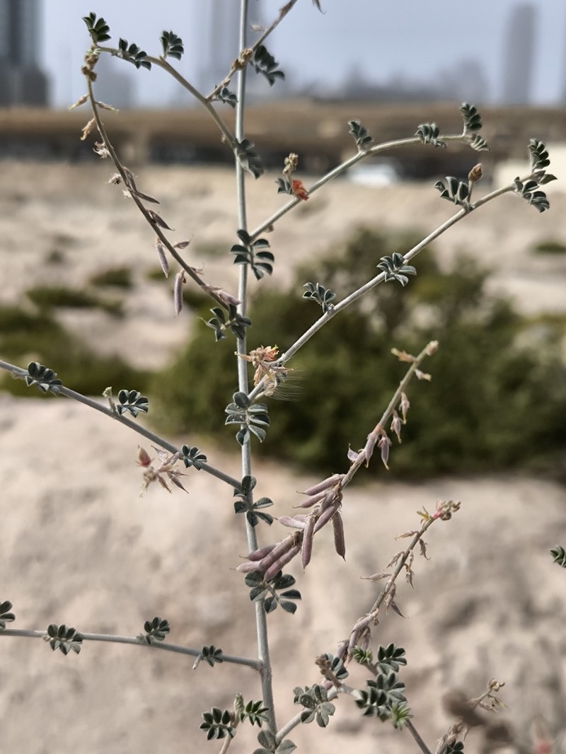 Indigofera articulata photo 2