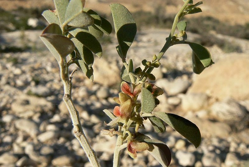 Indigofera articulata photo 3